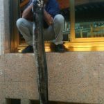 Congrio Saians Peirao Panxn_05