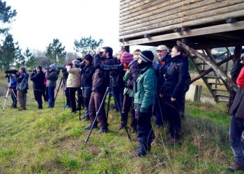 As demandadas rutas para ‘voar nas Rías Baixas’ volven con cinco saídas ornitolóxicas