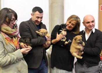 O Centro CAAN pecha 2019 cun récord de 466 adopcións