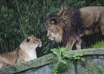 O BNG de Vigo pide que a reconversión de Vigozoo non quede en “propaganda"