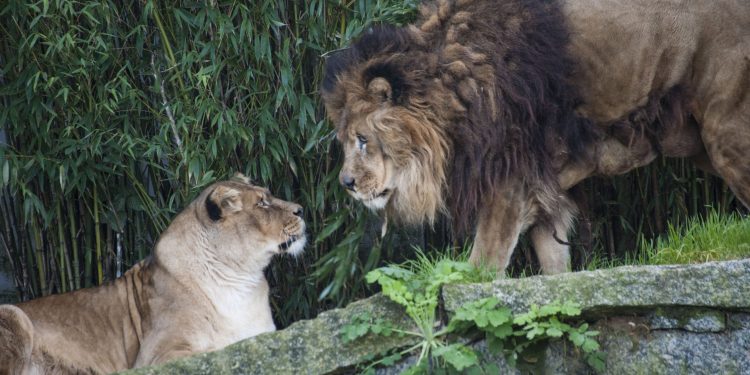 O BNG de Vigo pide que a reconversión de Vigozoo non quede en “propaganda"