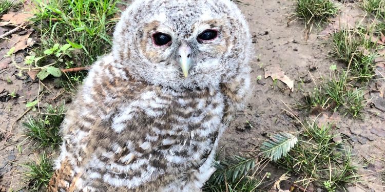 La Policía Local rescata un cárabo común en el parque de Castrelos