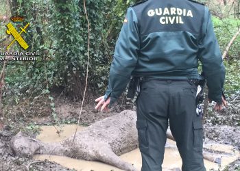 Investigan por maltrato animal al dueño de un caballo que falleció en Mos