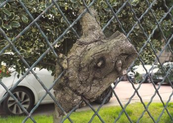 Atrapada en la alambrada