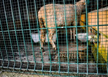 Denuncian el mal estado de los animales en el parque A Canuda de Salvaterra