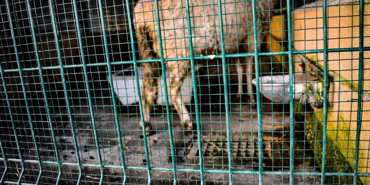 Denuncian el mal estado de los animales en el parque A Canuda de Salvaterra