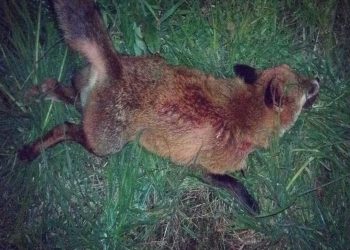 Muere un zorro en Vigo tras ser atropellado en Arquitecto Palacios