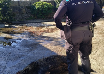 La Policía Local de Tomiño abate a un jabalí tras un accidente de tráfico