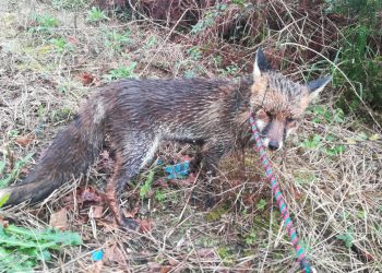 La Policía Local captura un zorro que transitaba por la calzada en Ricardo Mella