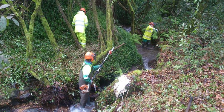 Limpeza de especies invasoras no río Pexegueiro