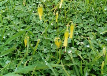 La primavera más extraña que podíamos imaginar