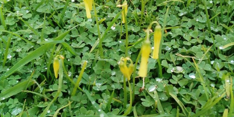 La primavera más extraña que podíamos imaginar