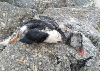 Aparecen en la ría de Vigo aves muertas manchadas con petróleo