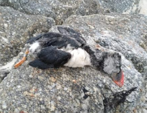 Aparecen en la ría de Vigo aves muertas manchadas con petróleo