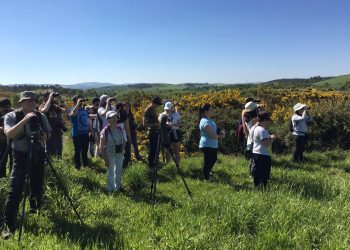 As rutas ornitolóxicas de ‘Voando nas Rías Baixas’ chegan ao esteiro do Miño e á Ramallosa