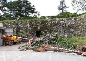 Ecoloxistas denuncian que o Concello de Vigo talla árbores nobres en bo estado no Castro