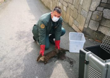La Guardia Civil rescata una nutria en A Illa de Arousa