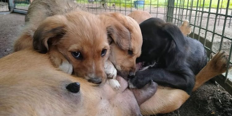 Ponteareas apoia á protectora de animais Os Biosbardos con 5.000 euros