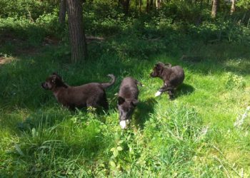 CAAN rescata a nove cachorros, dous de eles nunha fosa gandeira