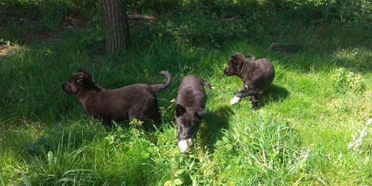 CAAN rescata a nove cachorros, dous de eles nunha fosa gandeira