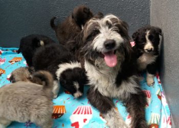 CAAN rescata a nove cachorros, dous de eles nunha fosa gandeira