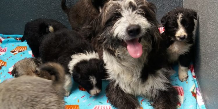 CAAN rescata a nove cachorros, dous de eles nunha fosa gandeira