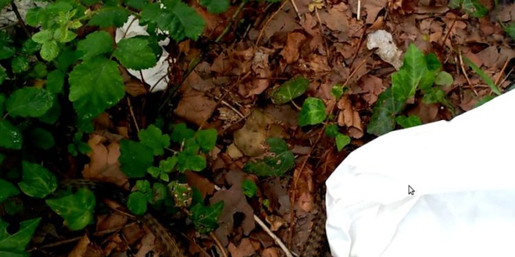 Primera aparición del año de una serpiente en una casa de Vigo