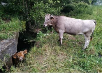 La Policía rescata a un ternero atrapado en un riachuelo de Vigo