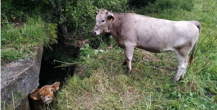 La Policía rescata a un ternero atrapado en un riachuelo de Vigo