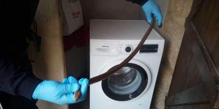 La Policía Local recupera una serpiente de un metro en una casa de Vigo