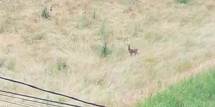 Dos corzos se acercan a las viviendas en Vigo durante el confinamiento