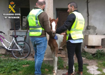 El Seprona de Cangas investiga a tres personas por la sustracción de un potro