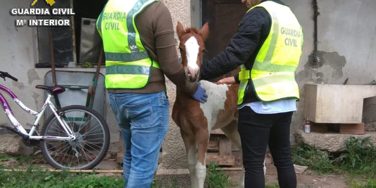 El Seprona de Cangas investiga a tres personas por la sustracción de un potro
