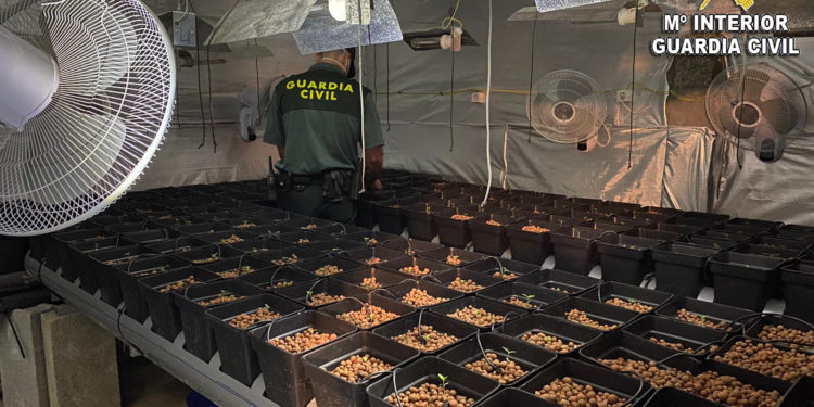 La Guardia Civil desmantela una plantación de marihuana en Tomiño