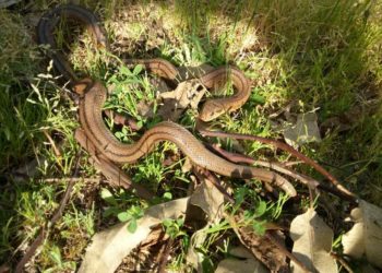 La Policía Local retira serpientes del Aeroclub y casas de Coruxo y San Andrés de Comesaña