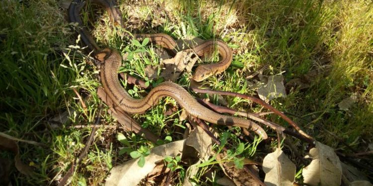 La Policía Local retira serpientes del Aeroclub y casas de Coruxo y San Andrés de Comesaña