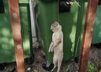 Ofrecen 1.000 euros por información sobre el ahorcamiento de un gato en Baiona