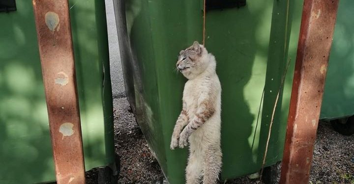 Ofrecen 1.000 euros por información sobre el ahorcamiento de un gato en Baiona