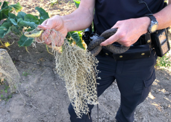 Liberan en Vigo a una serpiente de un metro que quedó atrapada en la red en un huerto