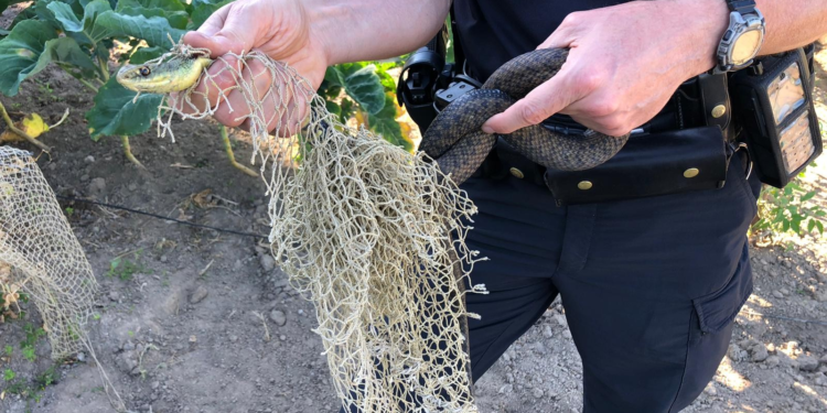 Liberan en Vigo a una serpiente de un metro que quedó atrapada en la red en un huerto
