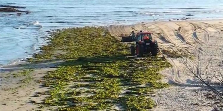 Ecoloxistas en Acción pide ao Concello de Vigo que mude o sistema de limpeza das praias