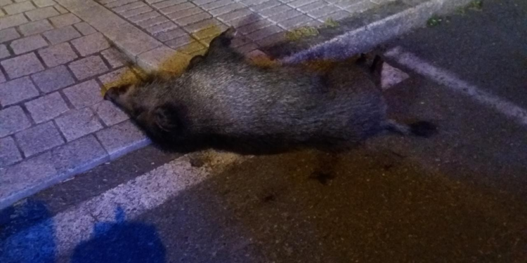 La Policía Local abate a un jabalí “agresivo” en Vigo