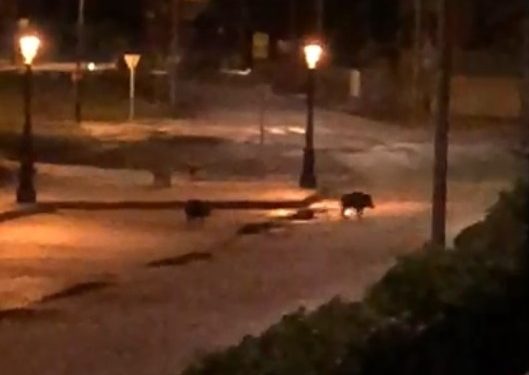Una joven graba a dos jabalíes de ‘paseo’ por Praia América: «Fue increíble»