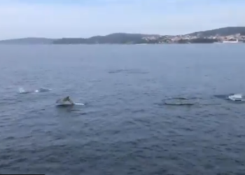 Los arroaces amenizan los paseos en Bouzas