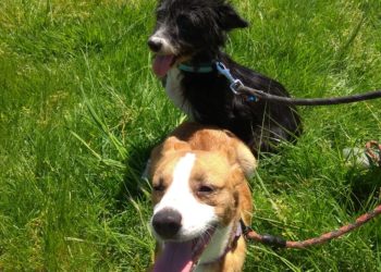 A feliz historia de “Pipa” e “Comba”, operadas de urxencia por graves lesións