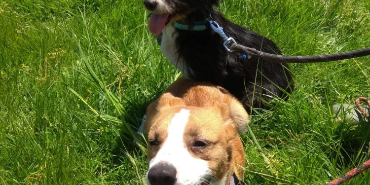 A feliz historia de “Pipa” e “Comba”, operadas de urxencia por graves lesións