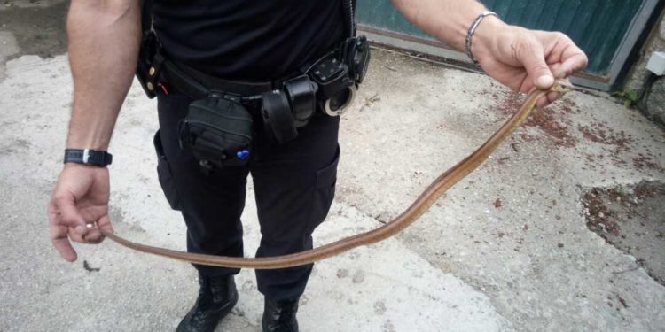 Rescatan una serpiente dentro de una casa de Vigo y a un polluelo del parque infantil de A Bouza