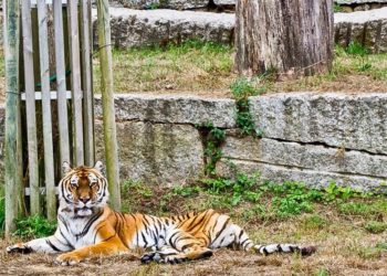 Un tigre descansando en el foso de Vigozoo