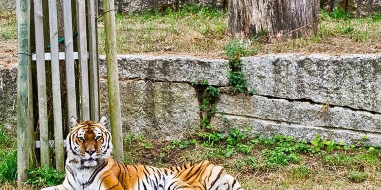 Un tigre descansando en el foso de Vigozoo
