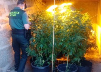 La Guardia Civil desmantela un cultivo de marihuana en un galpón de Arbo